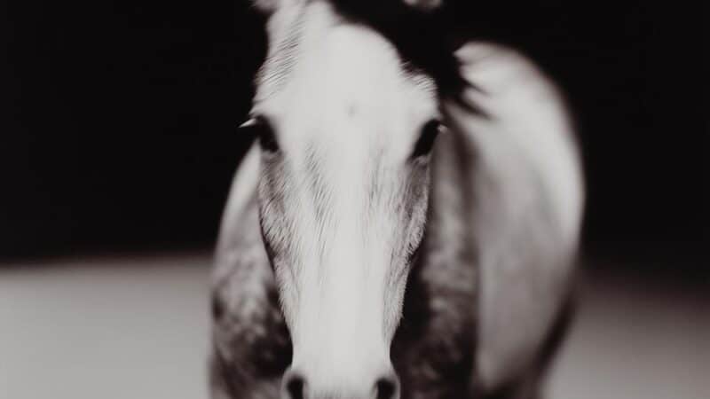 Odkryj swojego idealnego wierzchowca: najlepsze rasy koni do rekreacji