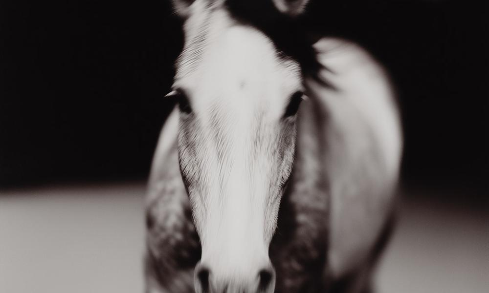 Odkryj swojego idealnego wierzchowca: najlepsze rasy koni do rekreacji